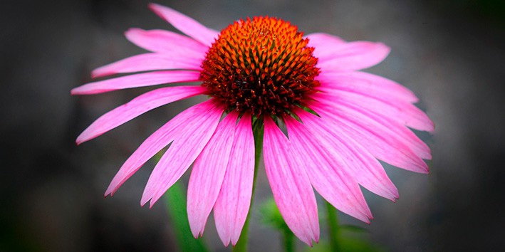 Equinacea o que e flor nome cientifico nome popular origem